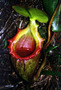 borneo - mt kinabalu funnel plants.jpg